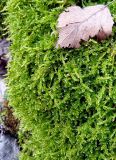 Hypnum cupressiforme