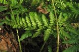 Dryopteris dilatata. Нижний сегмент вайи 1-го порядка. Нидерланды, провинция Drenthe, окр. деревни Zeijen, смешанный лес. 6 июня 2010 г.