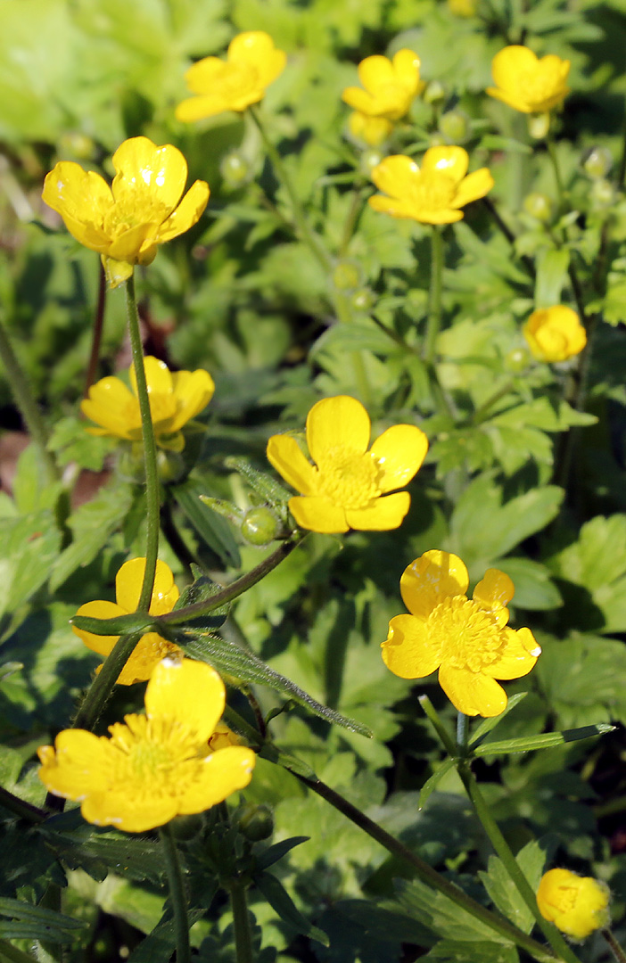 Изображение особи Ranunculus constantinopolitanus.