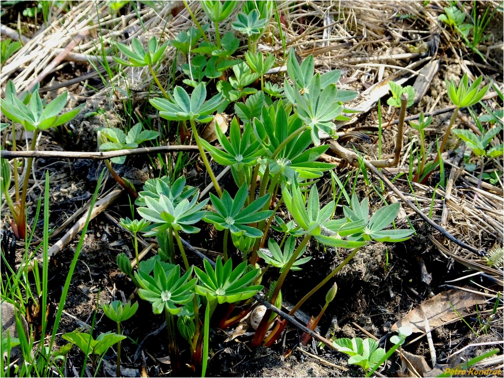 Изображение особи Lupinus polyphyllus.