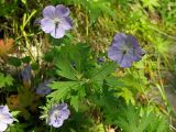 Geranium erianthum. Верхушка цветущего побега. Магаданская обл., окр. г. Магадан, бухта Нагаева, Морпортовская сопка, каменноберезняк. 28.07.2012.