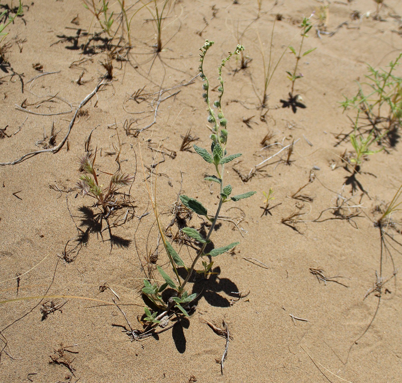 Image of Argusia sogdiana specimen.