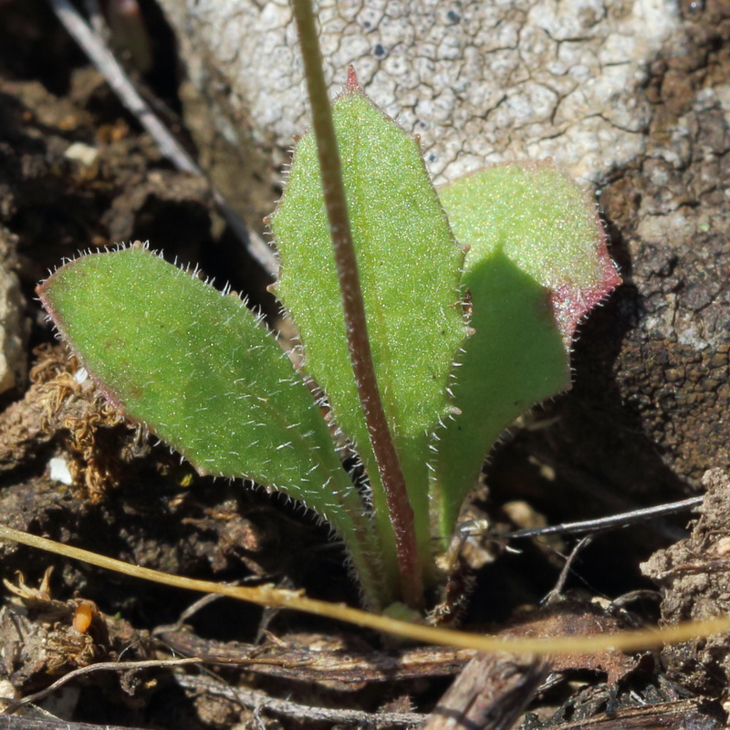 Image of Lagoseris sancta specimen.