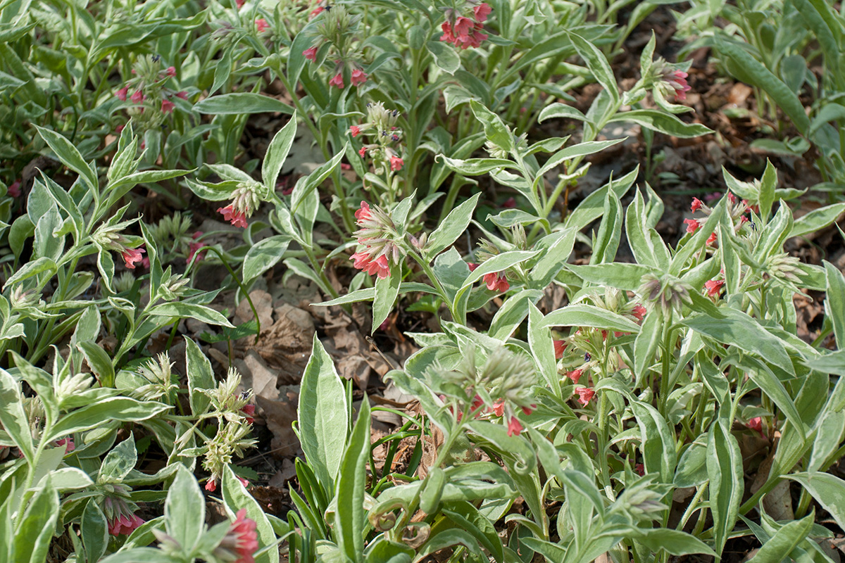 Image of Pulmonaria rubra specimen.