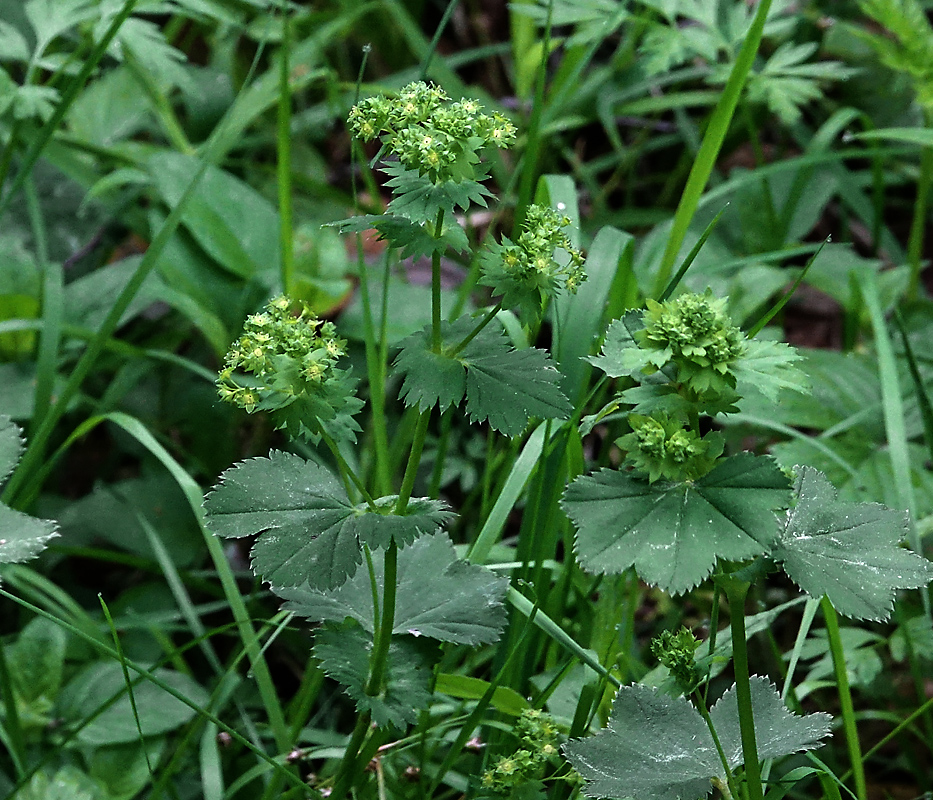Изображение особи Alchemilla glabricaulis.