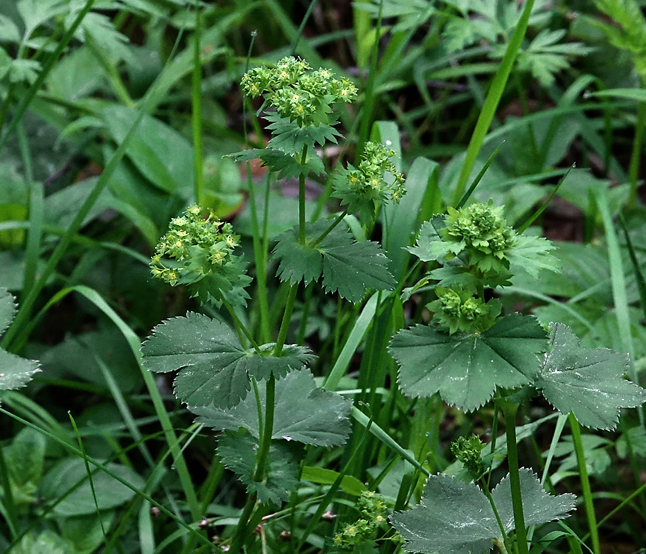 Image of Alchemilla glabricaulis specimen.