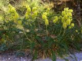 Astragalus ponticus. Цветущее растение. Крым, Ласпи, трасса Севастополь - Ялта. 9 июня 2009 г.
