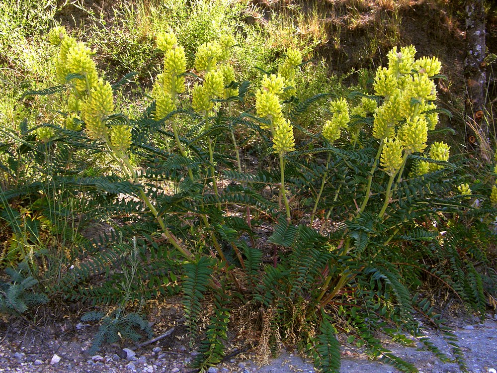 Image of Astragalus ponticus specimen.
