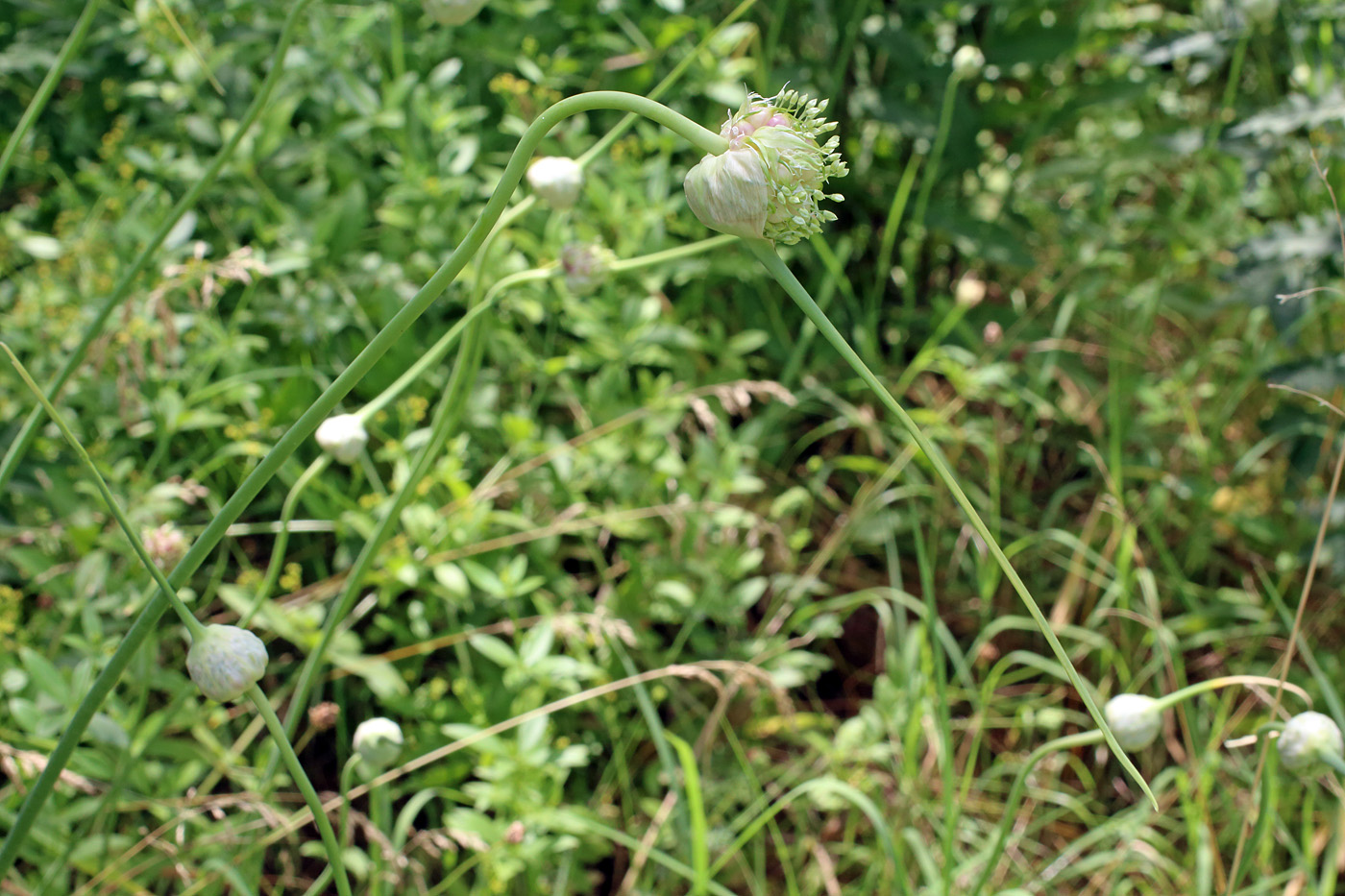 Image of Allium longicuspis specimen.