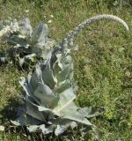 Verbascum macrurum