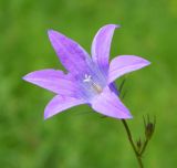 Campanula patula. Цветок с аномальным количеством лепестков. Подмосковье, окр. г. Одинцово, разнотравный луг. Июнь 2017 г.