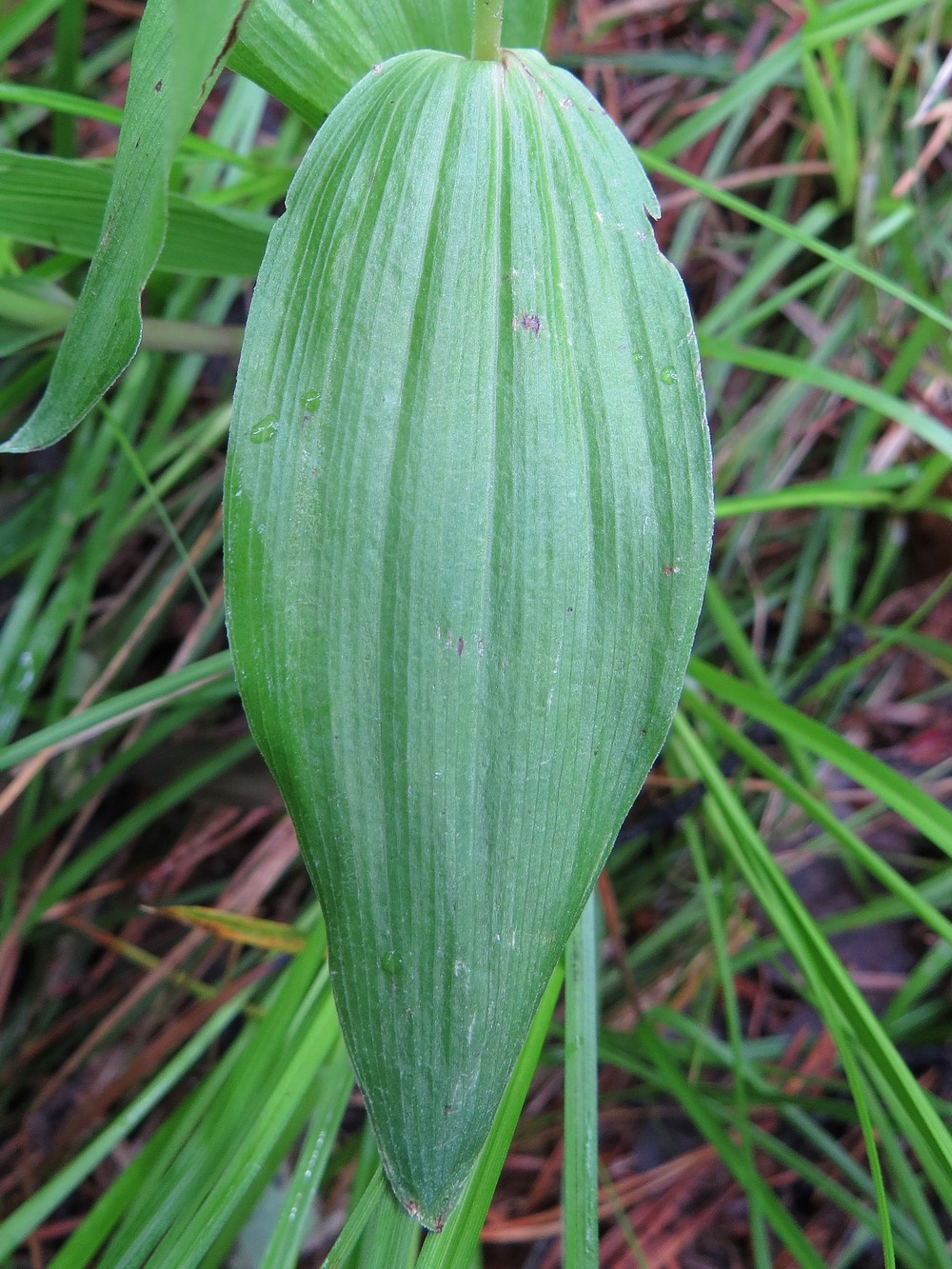 Image of Epipactis helleborine specimen.