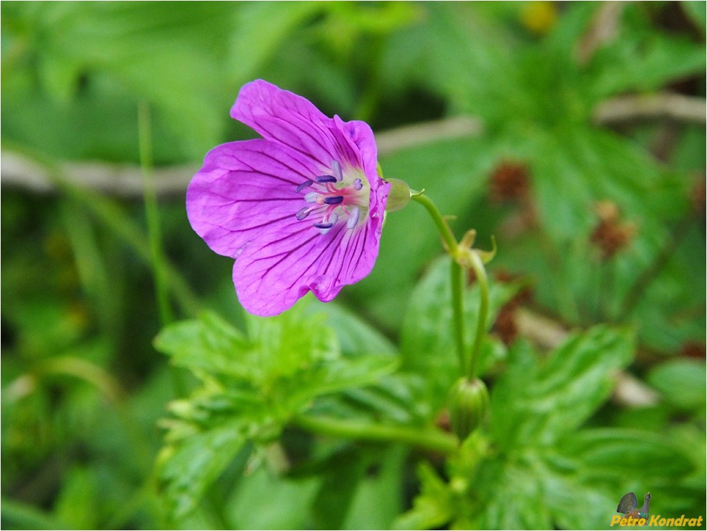 Изображение особи Geranium palustre.