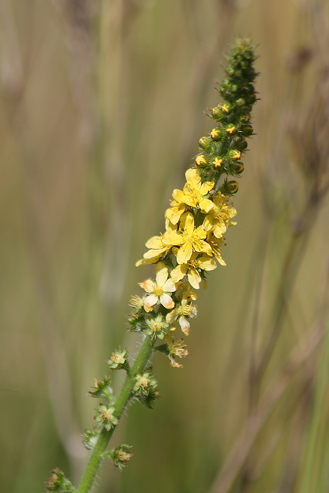 Изображение особи Agrimonia procera.