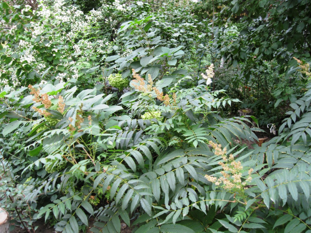 Image of Sorbaria sorbifolia specimen.