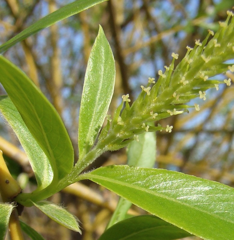 Изображение особи Salix hexandra.