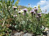 Erigeron lachnocephalus