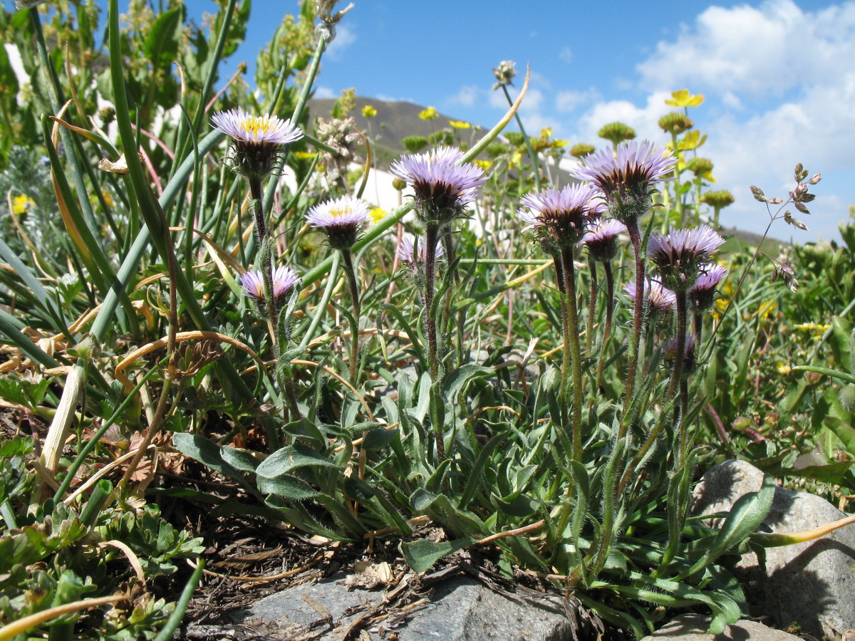 Изображение особи Erigeron lachnocephalus.