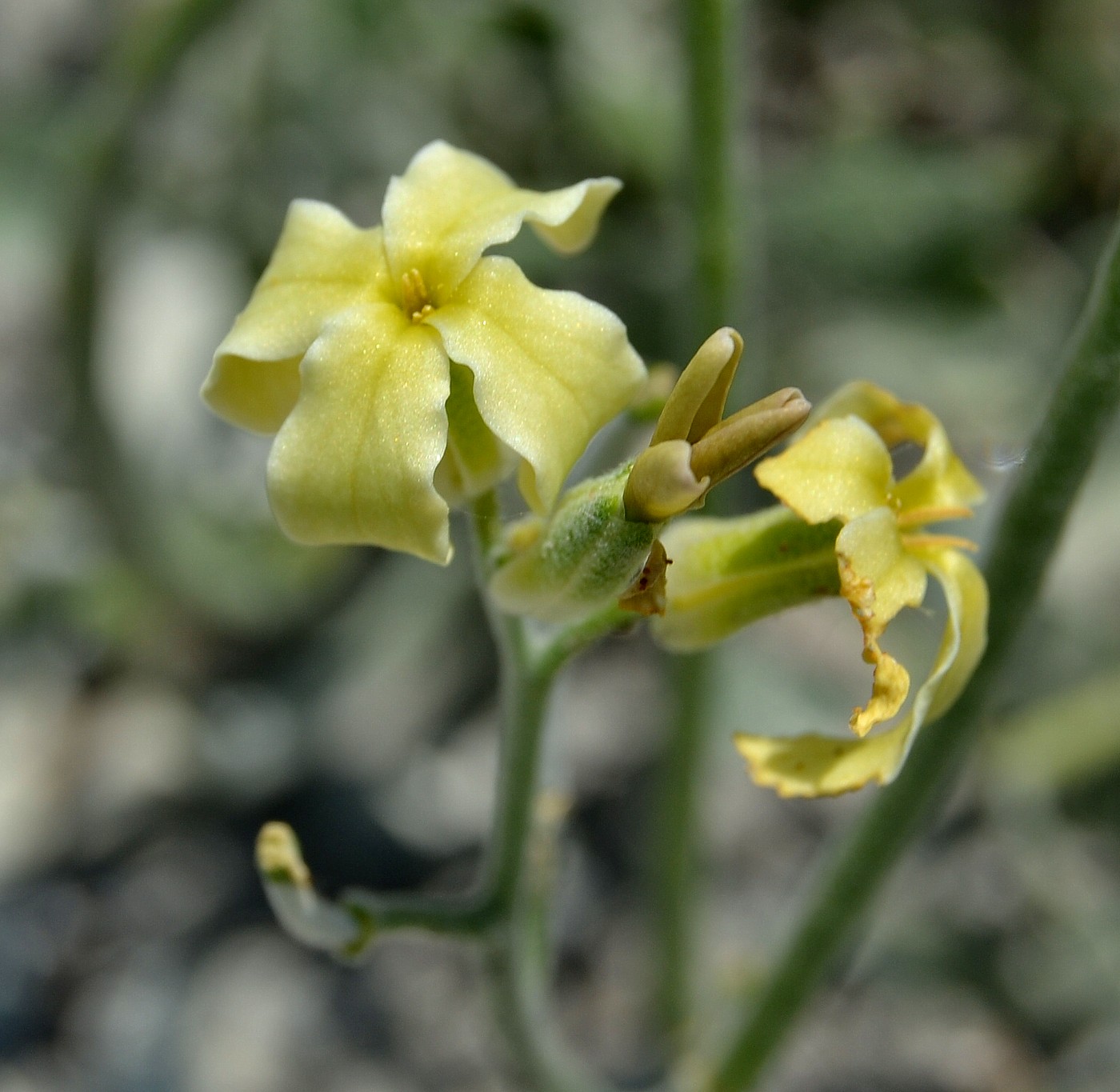 Image of Matthiola odoratissima specimen.
