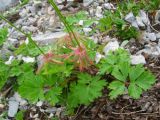 Pulsatilla tatewakii