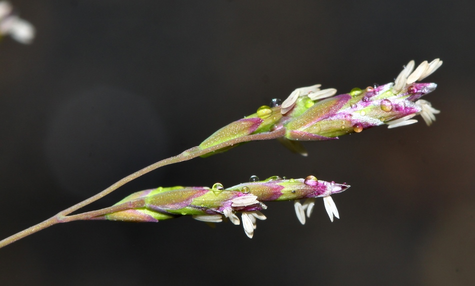 Image of Poa annua specimen.