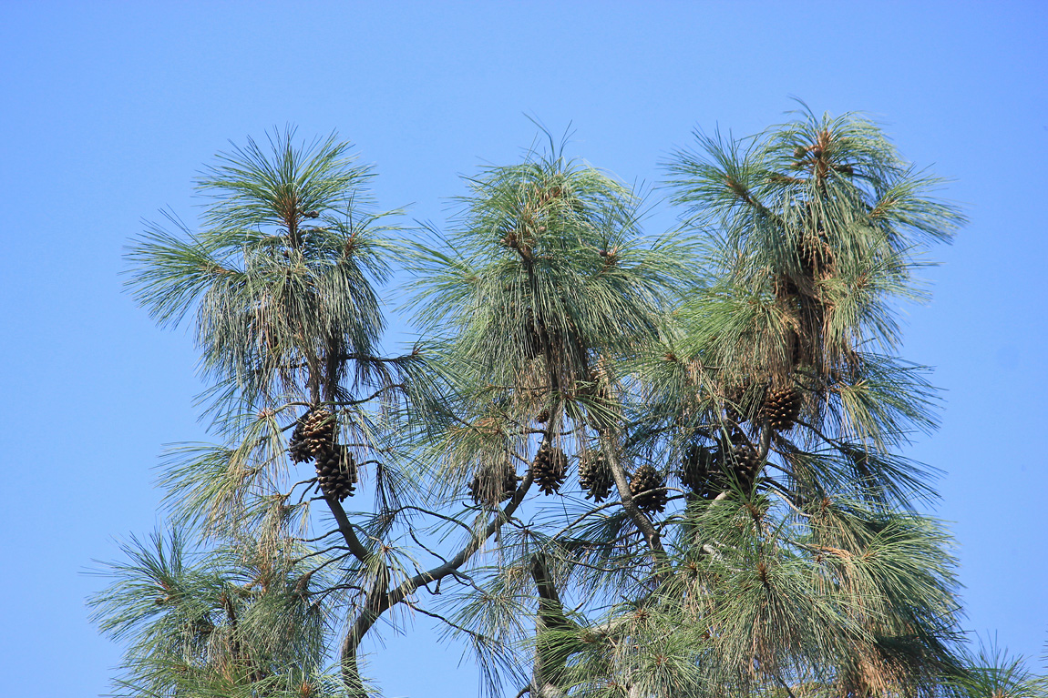 Изображение особи Pinus sabiniana.