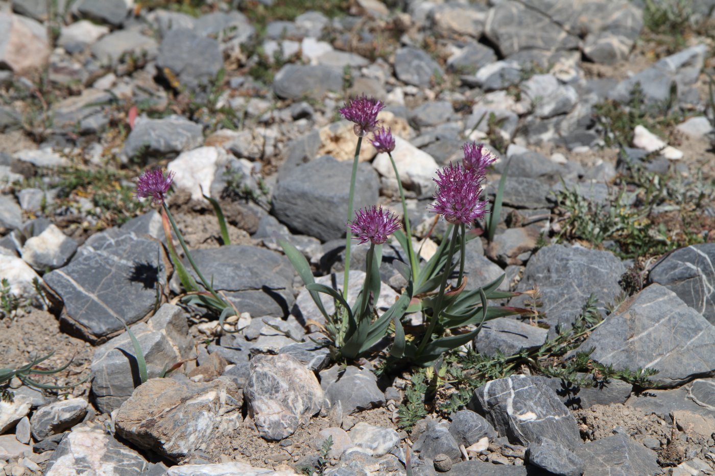 Изображение особи Allium carolinianum.