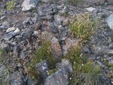 Silene dianthoides