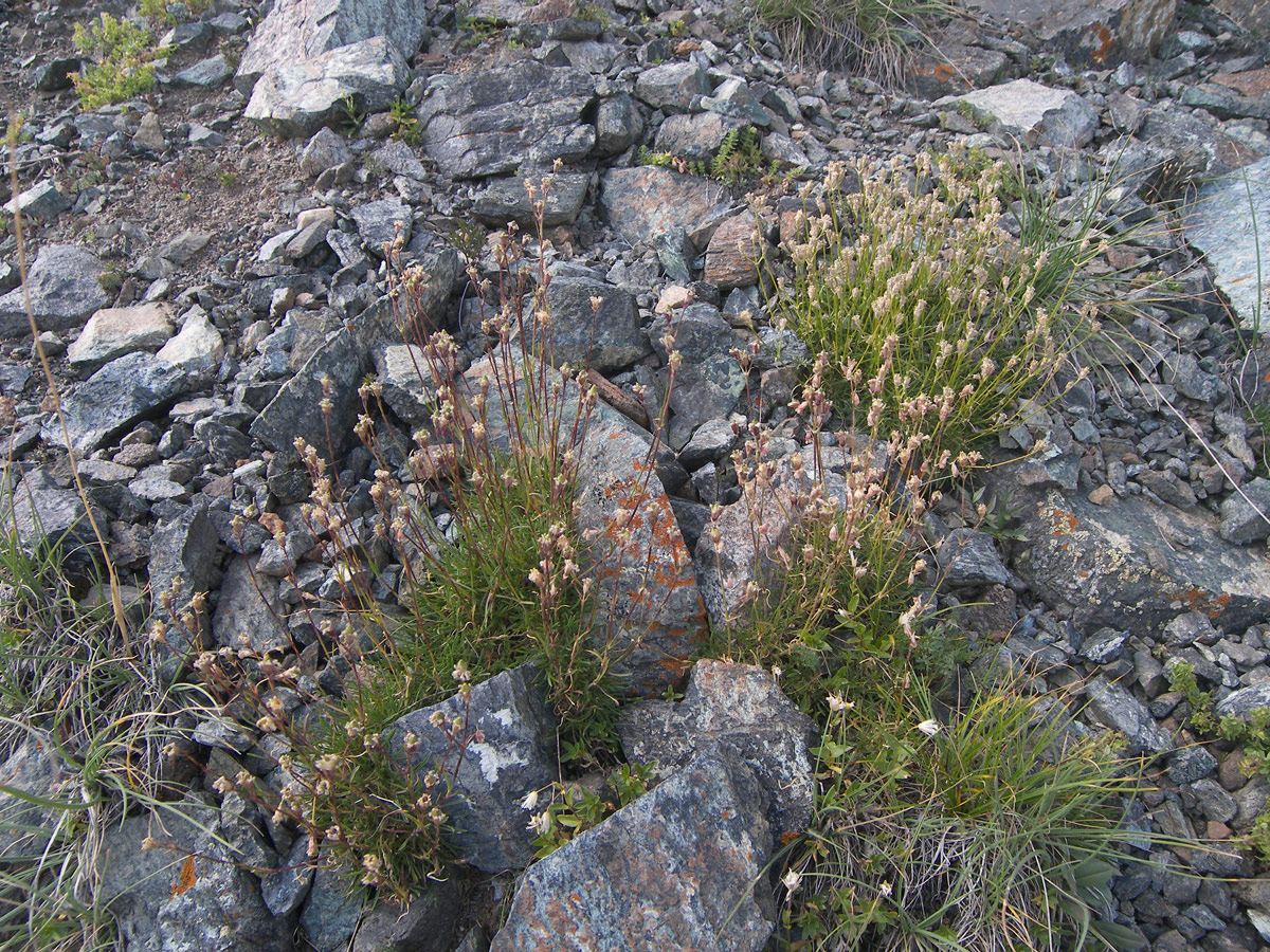 Image of Silene dianthoides specimen.