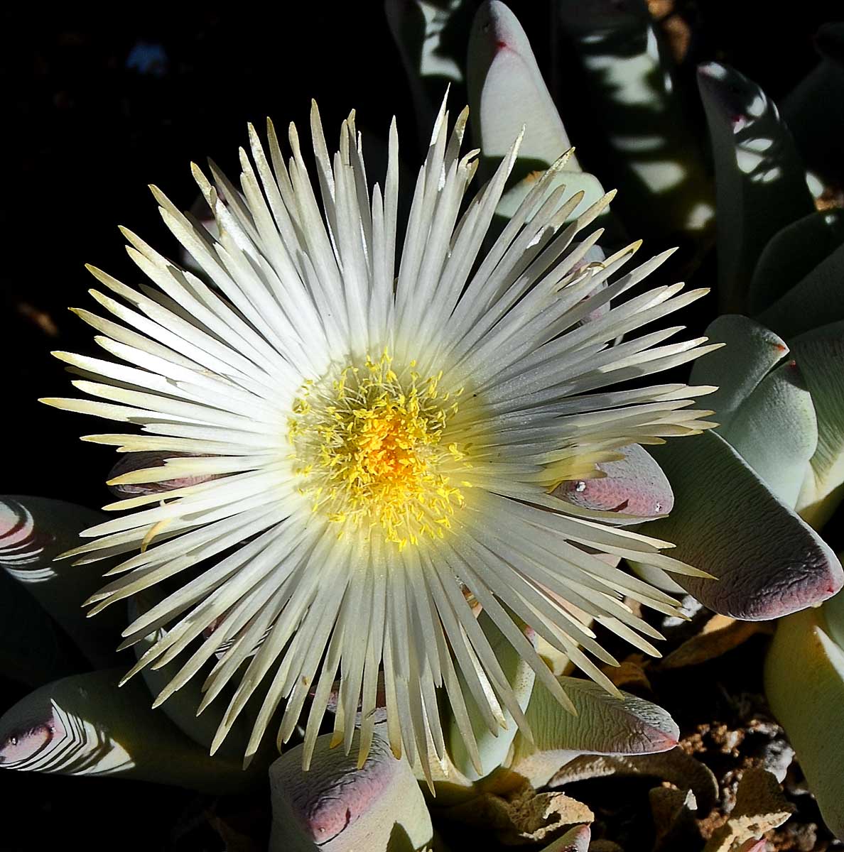 Изображение особи Cheiridopsis denticulata.