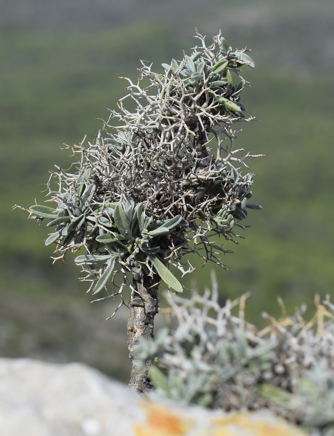 Изображение особи Hormathophylla spinosa.