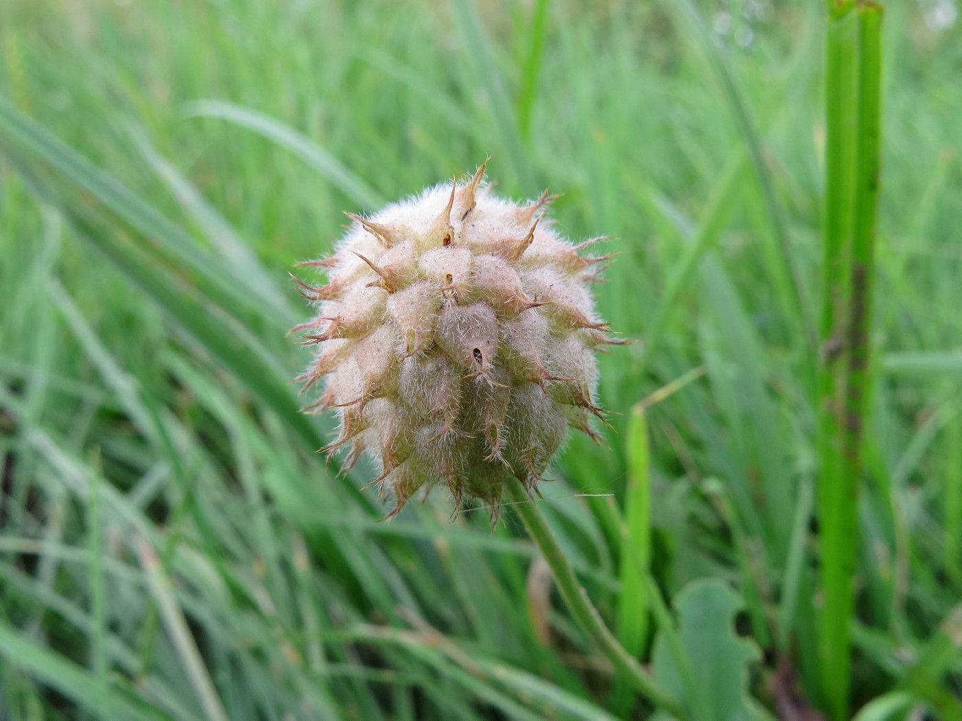 Изображение особи Trifolium fragiferum.