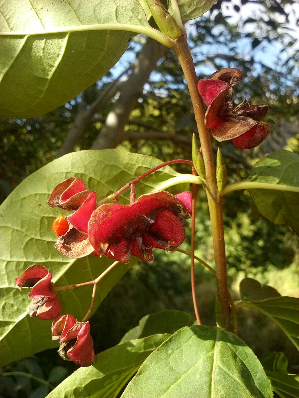 Изображение особи Euonymus latifolius.