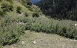 Cirsium elbrusense. Заросли у небольшого ручья. Кабардино-Балкария, Эльбрусский р-н, долина р. Ирик, ок. 2000 м н.у.м. 31.07.2017.