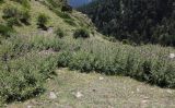 Cirsium elbrusense