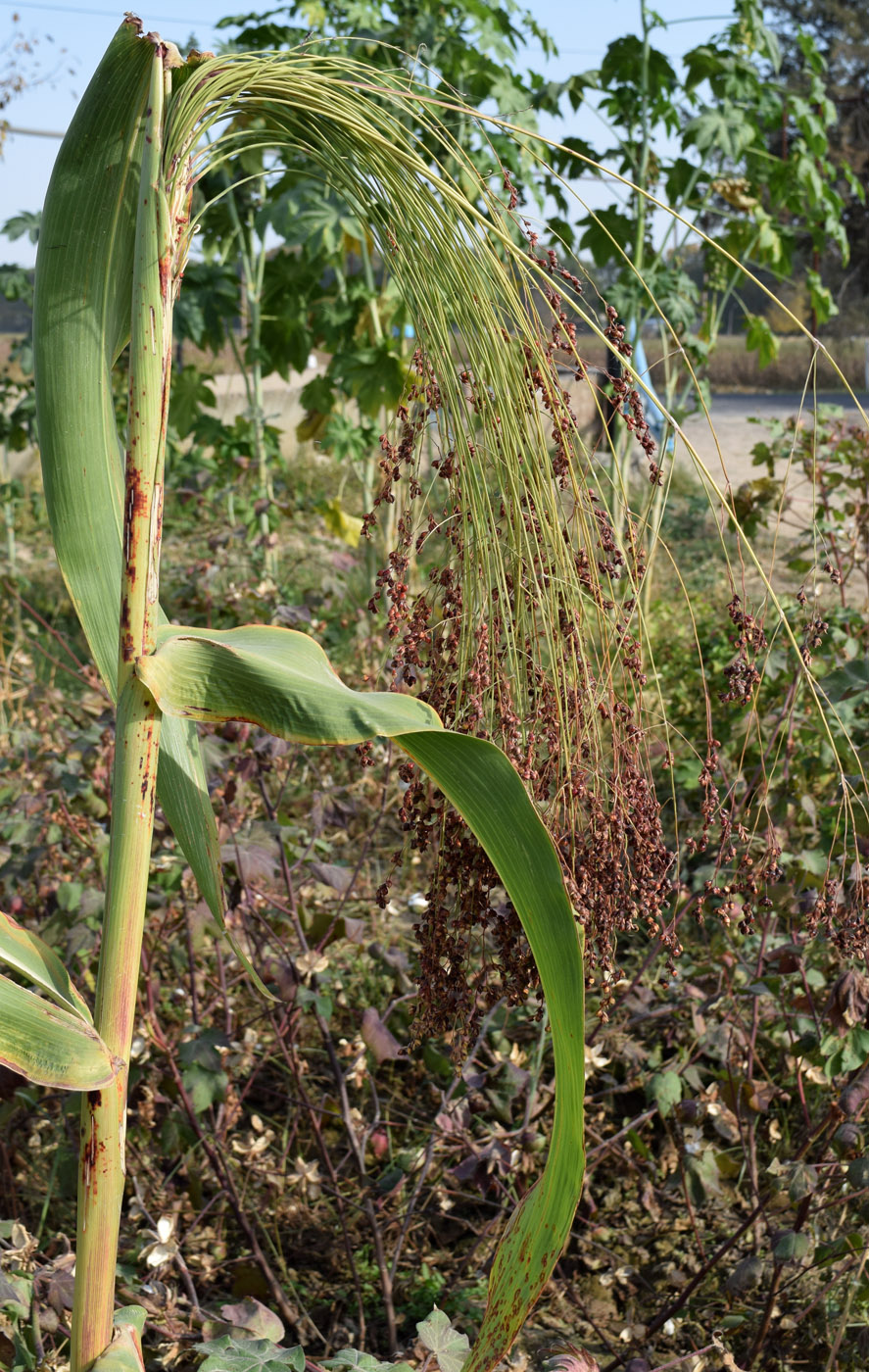 Image of Sorghum saccharatum specimen.