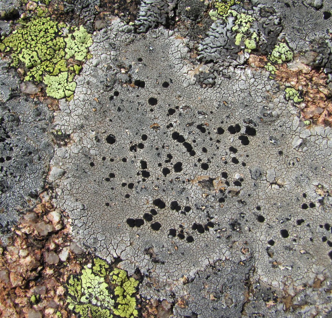 Image of class Lecanoromycetes specimen.