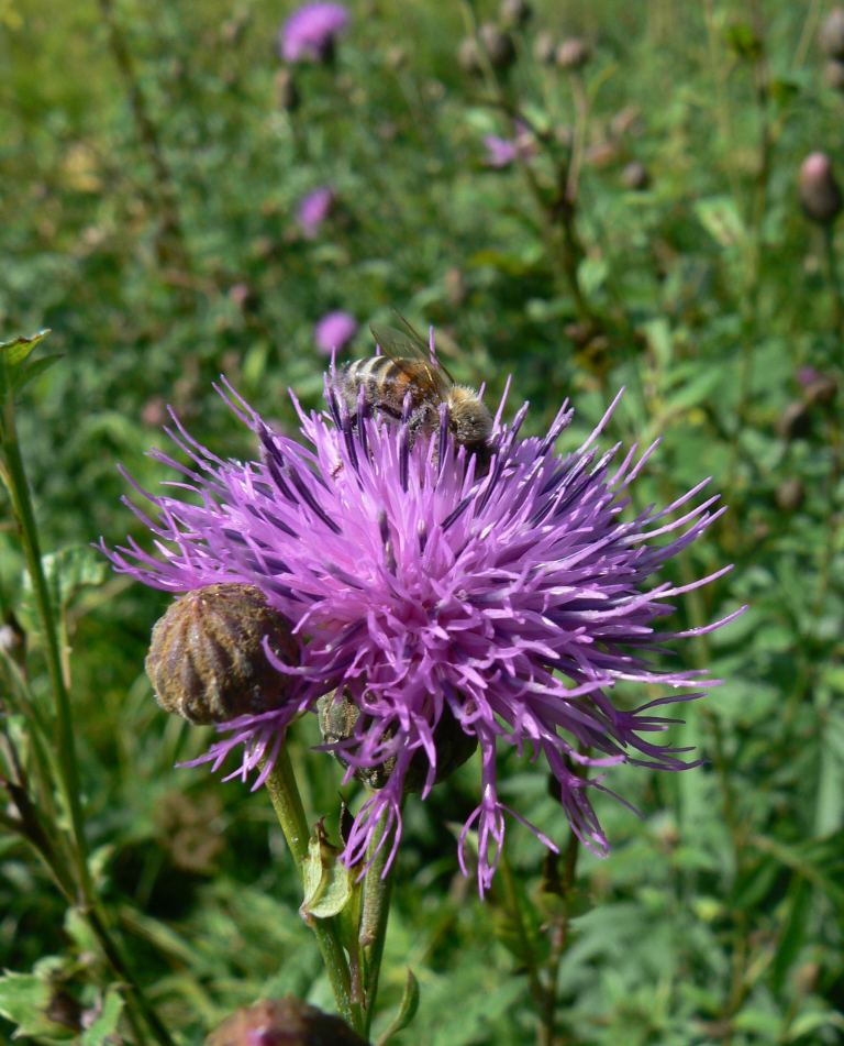 Image of Serratula manshurica specimen.