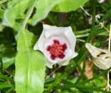 Alyogyne hakeifolia