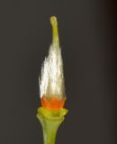 Sisyndite spartea