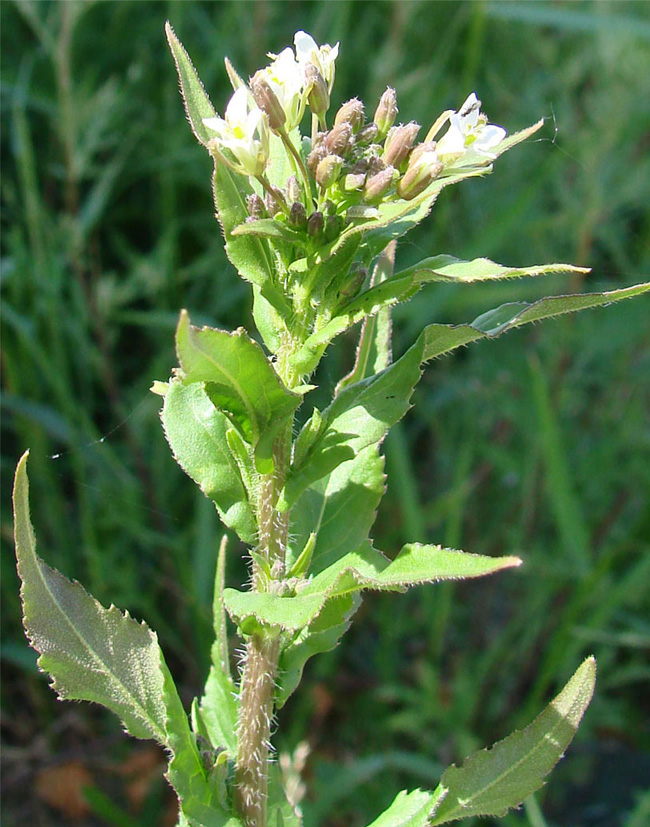 Image of Arabis pendula specimen.