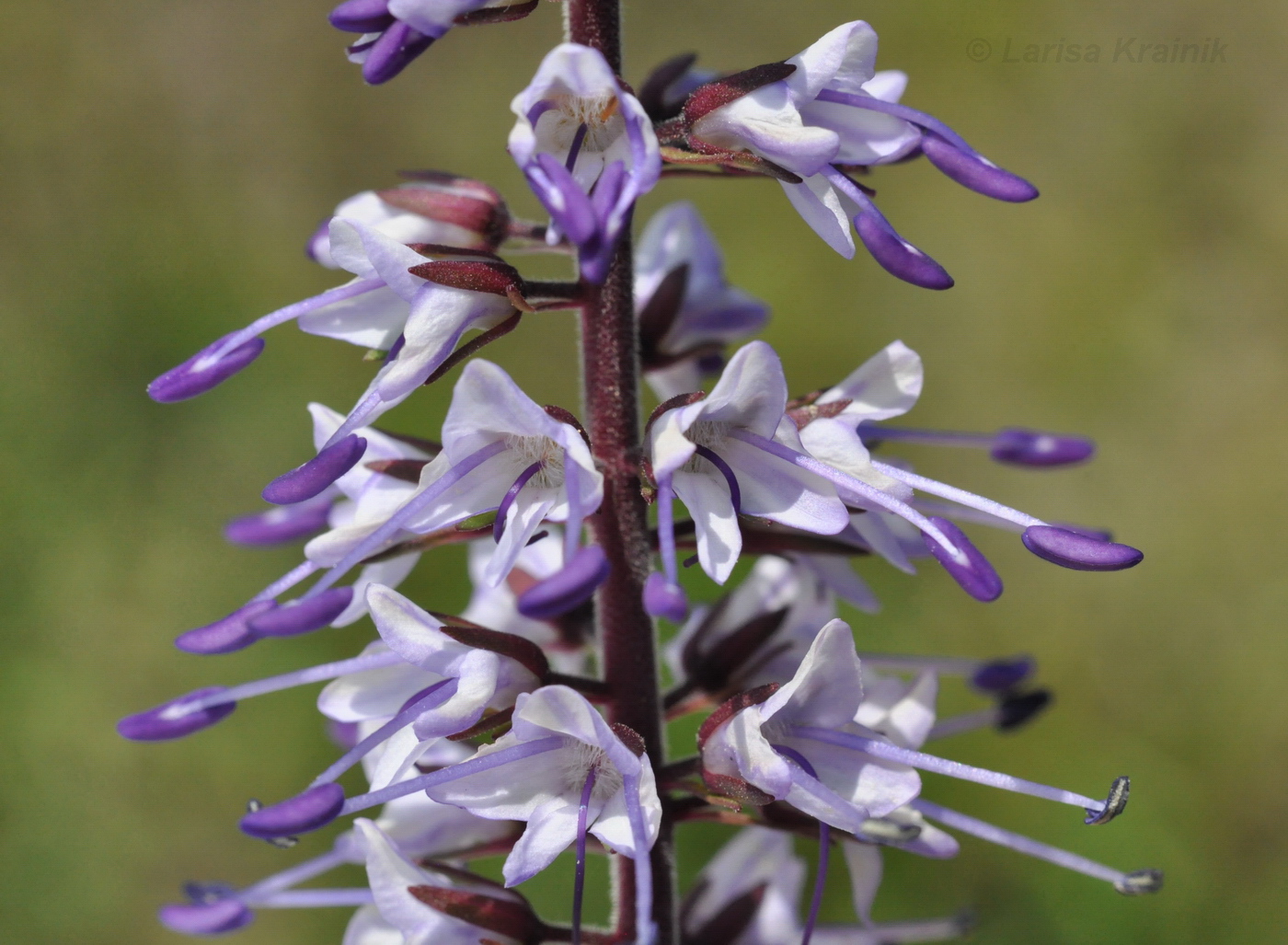 Image of Veronica daurica specimen.