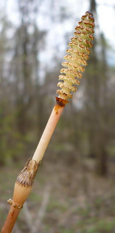 Изображение особи Equisetum sylvaticum.