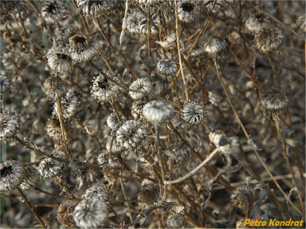 Image of Grindelia squarrosa specimen.