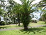 Phoenix canariensis. Растение с эпифитами на стволе. Австралия, г. Брисбен, пригород Шорнклифф, парк. 10.01.2016.