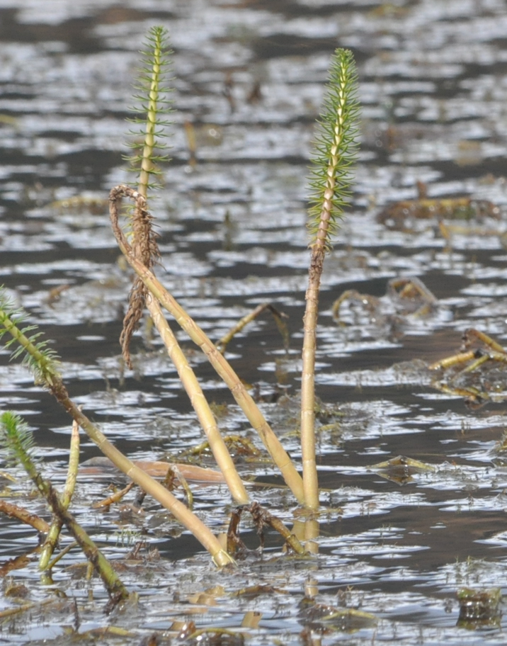 Image of Hippuris vulgaris specimen.