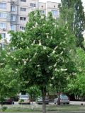 Image of taxon representative. Author is Василий Гелюта