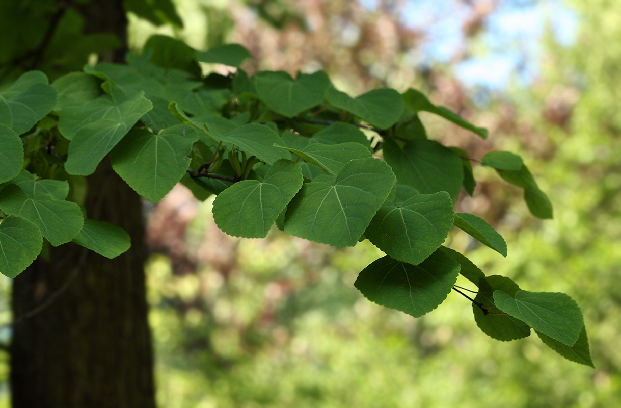 Image of Cercidiphyllum japonicum specimen.