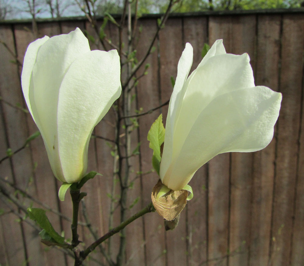 Image of Magnolia kobus specimen.