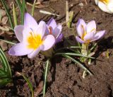 Crocus sieberi подвид atticus. Цветущие растения (сорт 'Firefly'). Краснодарский край, г. Усть-Лабинск, на приусадебном участке. 04.03.2018.